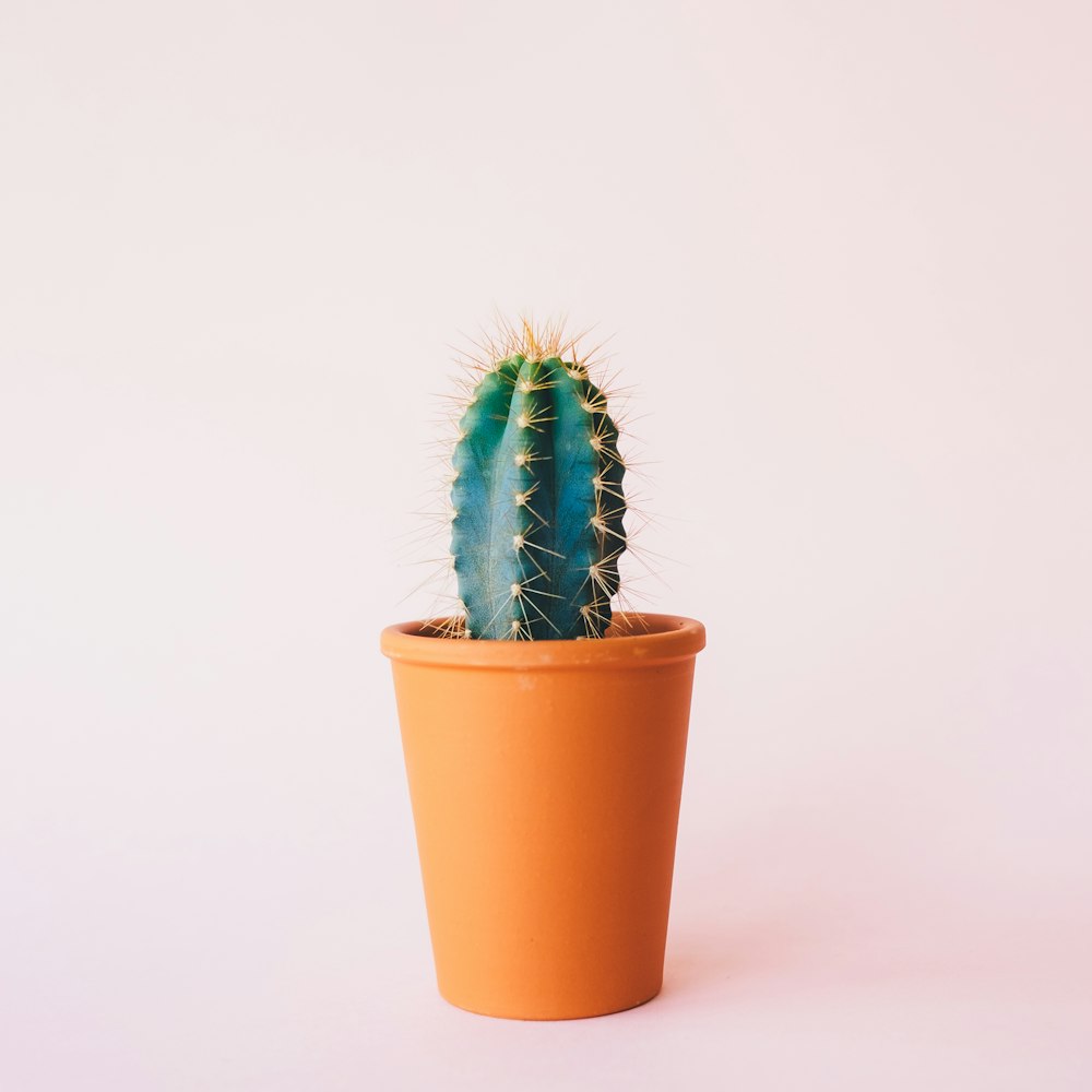 Deve Tabanı (Monstera) - Görsel 2