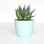 Aloe Vera Seramik Saksı