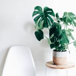 Deve Tabanı (Monstera)