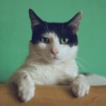Hassas Mide Kedi Maması 2 kg