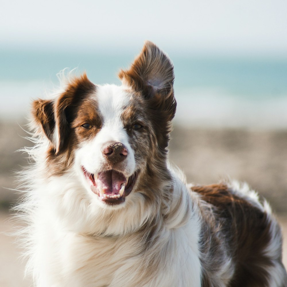 Patiköy Tavuklu Yavru Köpek Maması