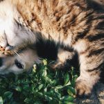Kedi Krem Ödül Tüpü 15'li